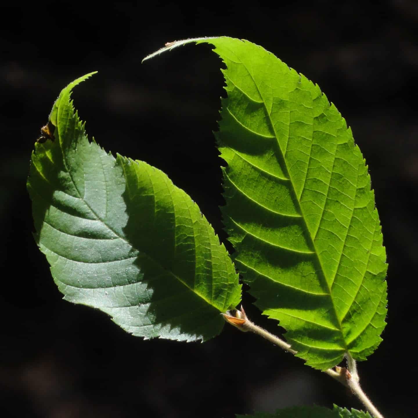 2 leaves curving towards each other