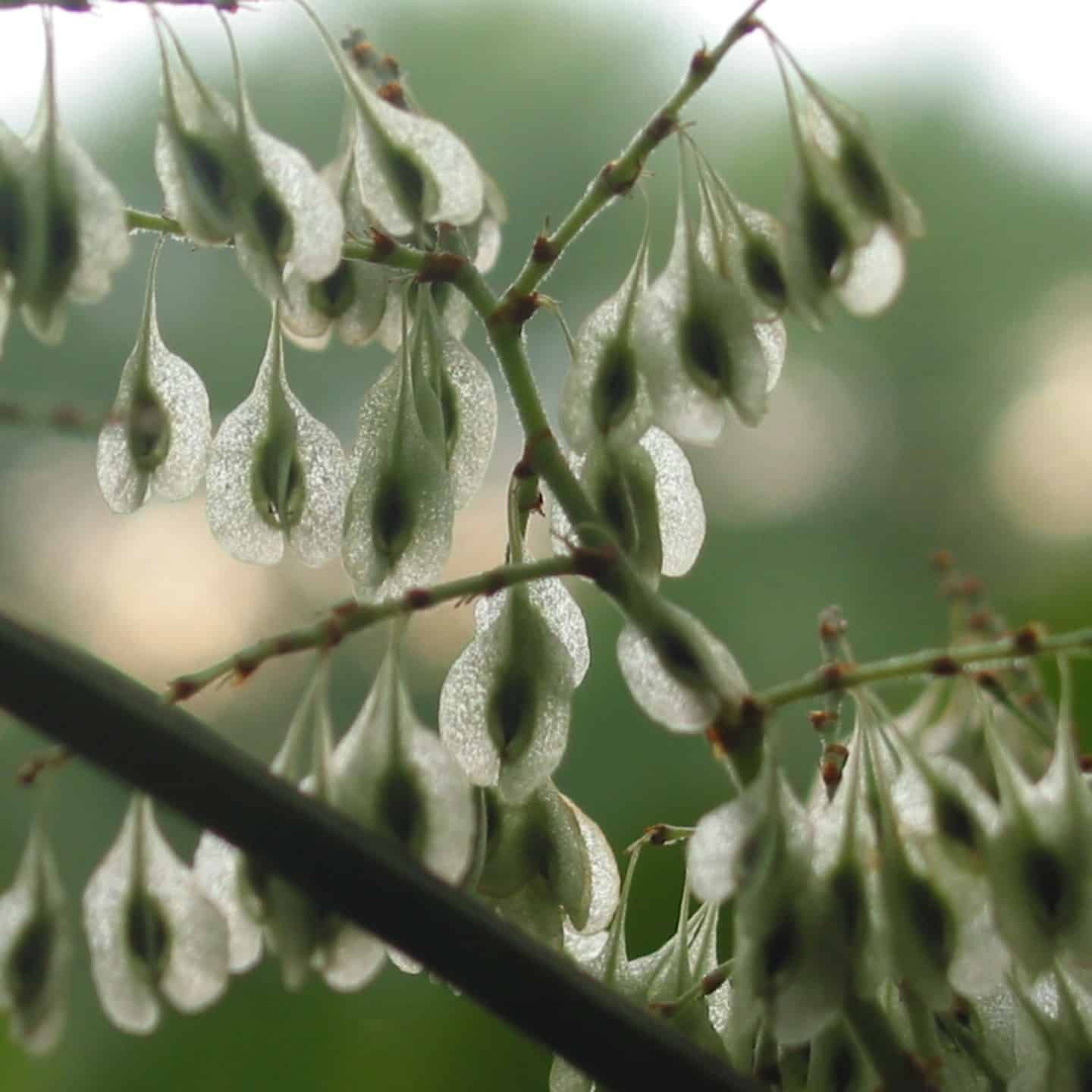 Buds in early spring